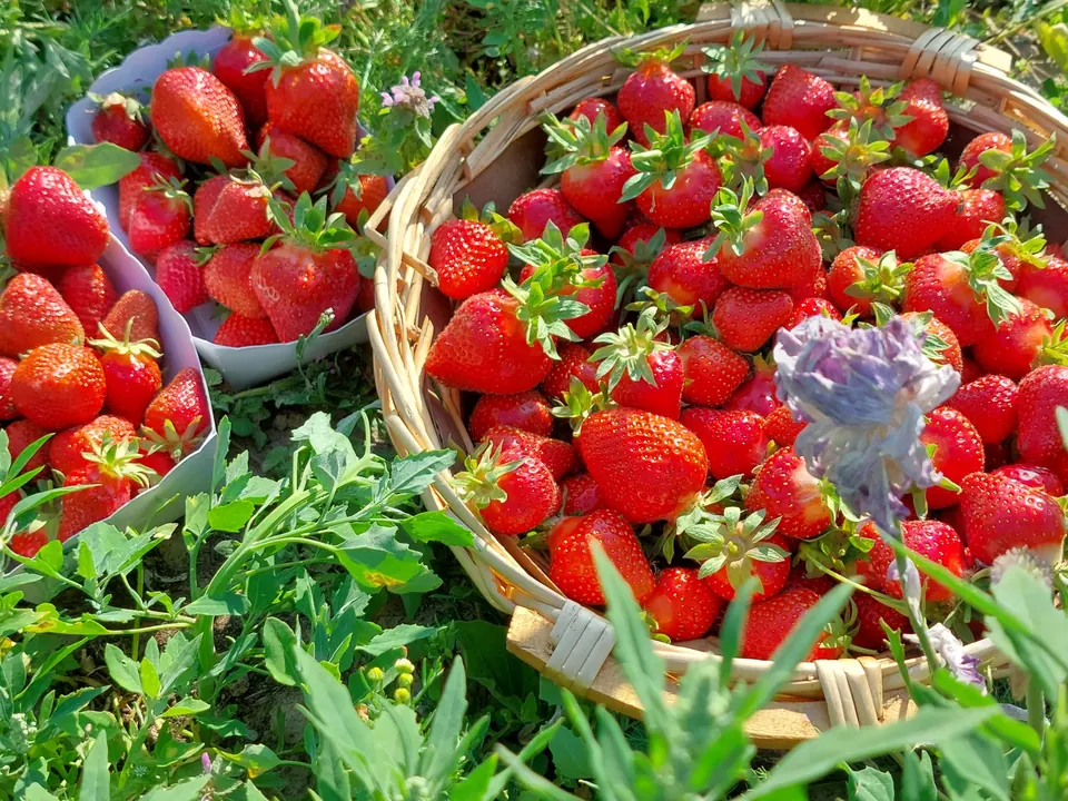 Manden vol verse aardbeien