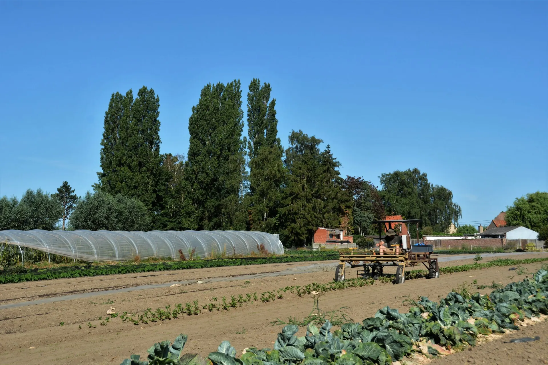 Het veld met de tunnelserres, een tractor aan het werk onder een blauwe lucht