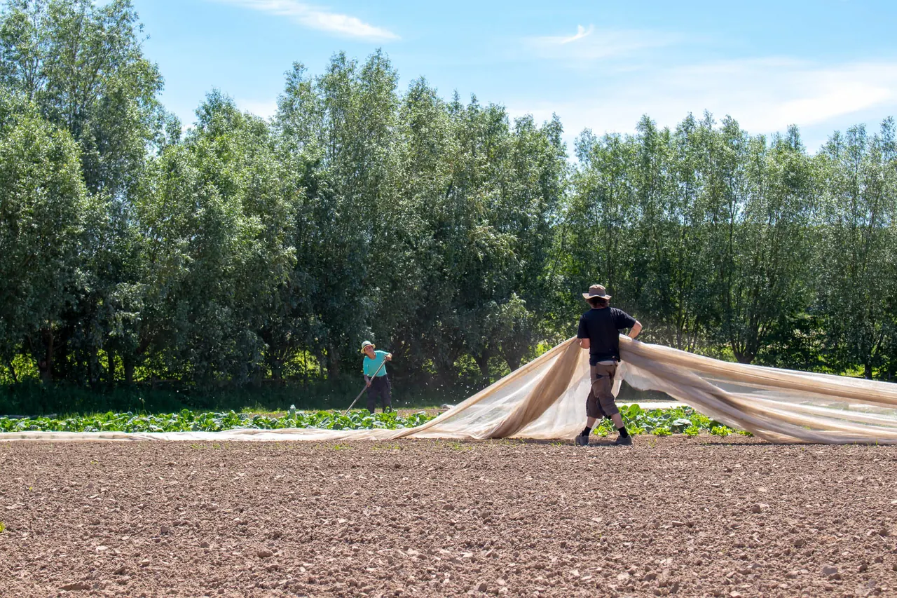 Twee mensen trekken een vliesdoek over een pas bewerkt veld, met een bomenrij op de achtergrond